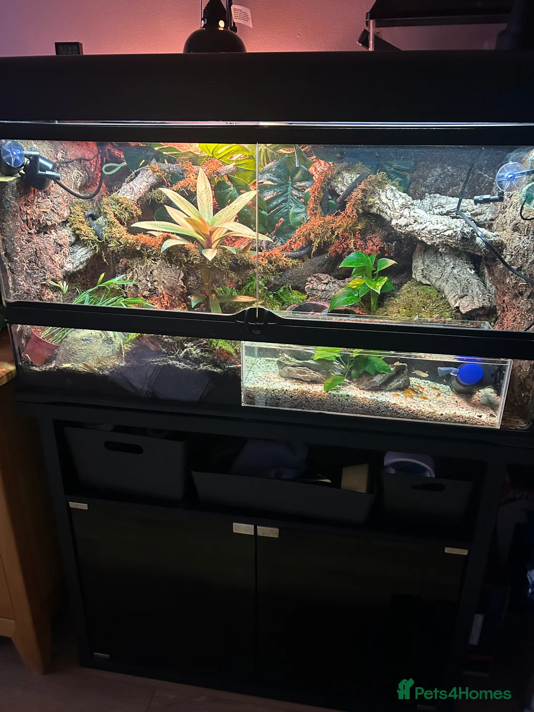 Skink reptiles for sale: Red eye crocodile skink cb with full set up - Advert 3