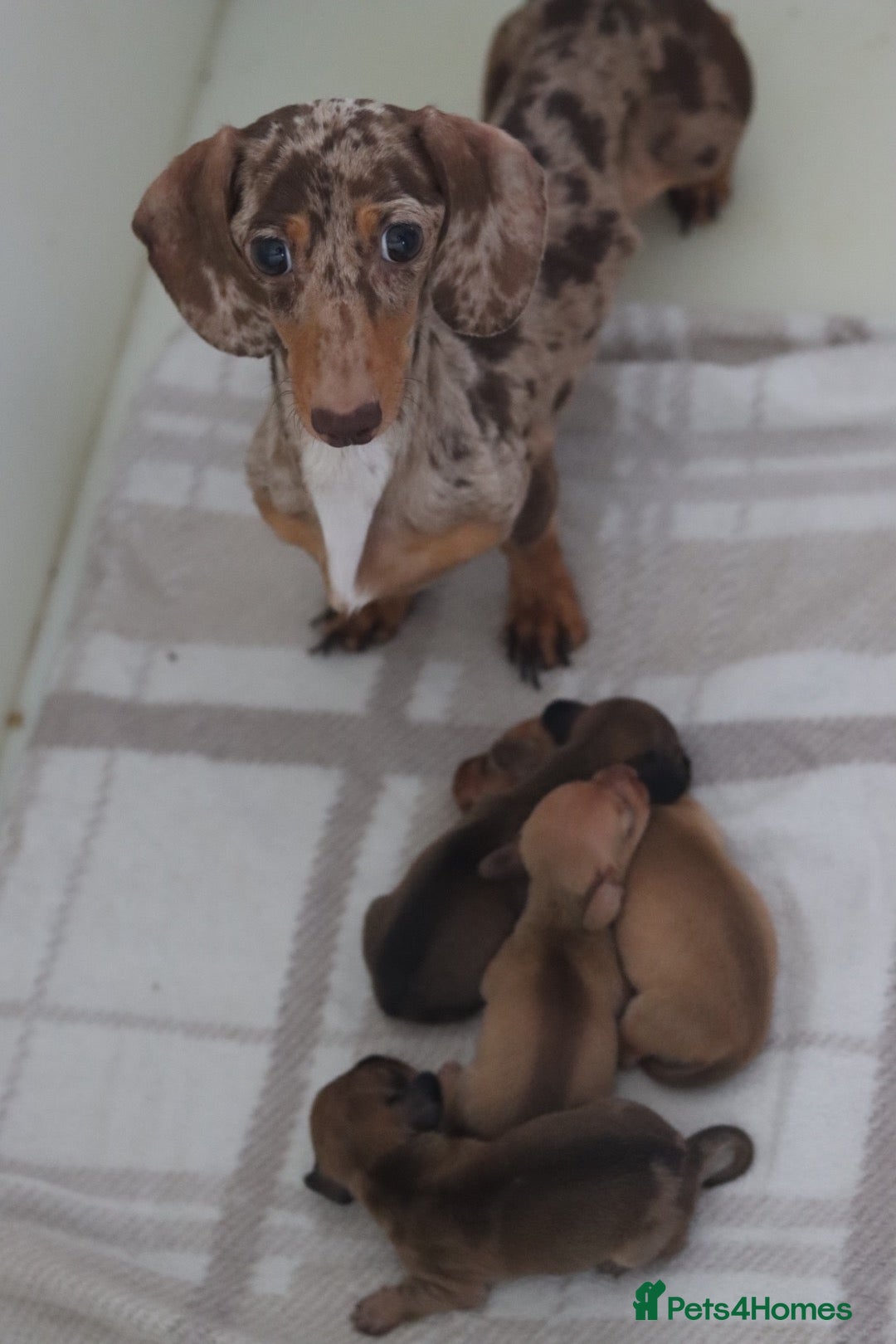 Miniature Dachshund dogs for sale: 4 Miniature Dachshund Pups Red Dapple - Shaded Red - Advert 2