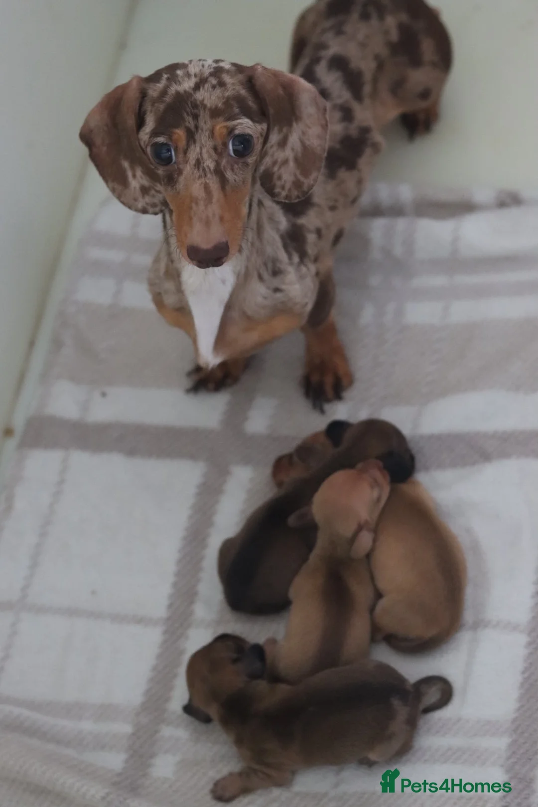 Miniature Dachshund dogs for sale: 4 Miniature Dachshund Pups Red Dapple - Shaded Red - Advert 2