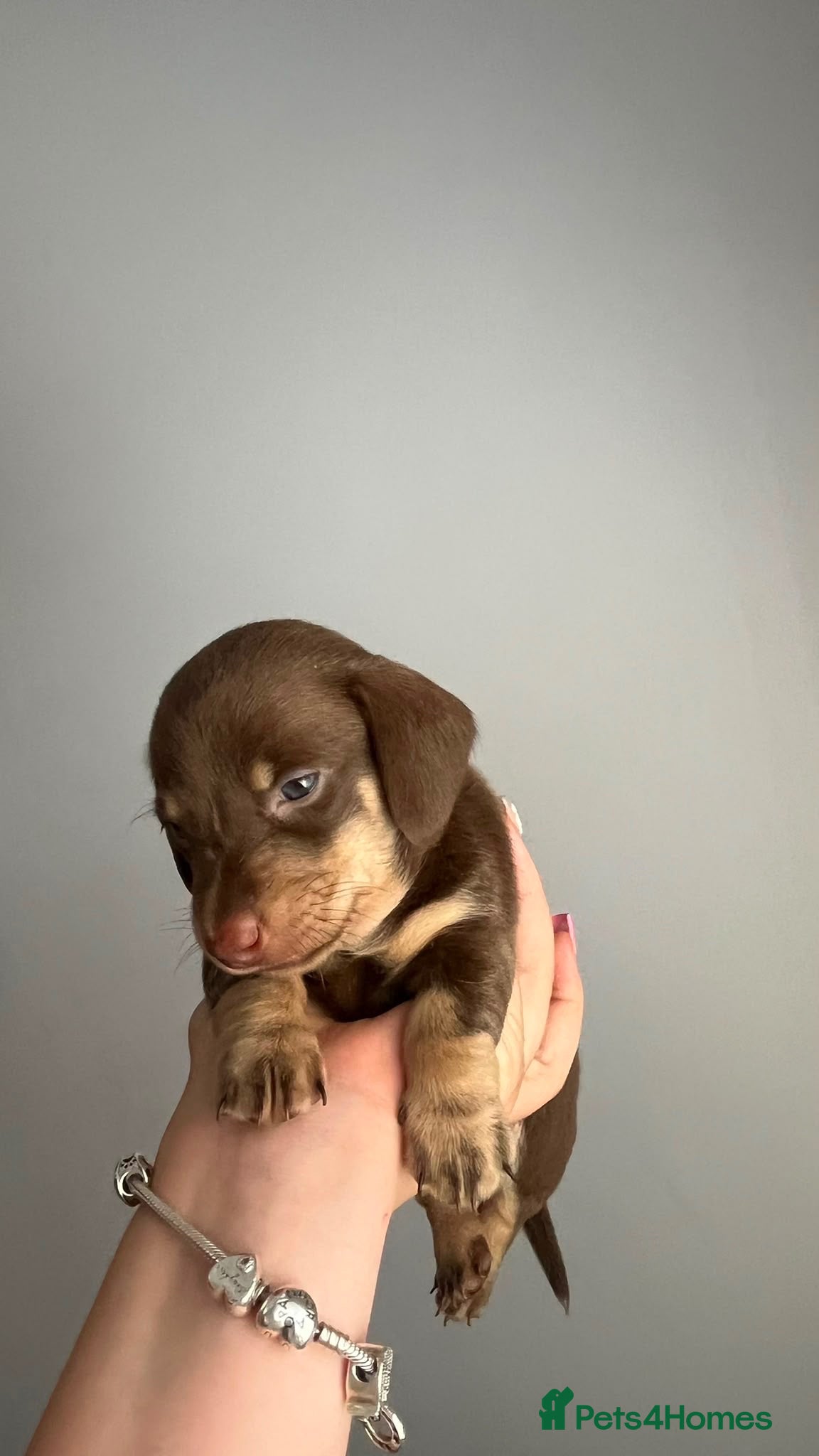 Miniature Dachshund dogs  Quality kc reg dachshunds . Parents health tested - Advert 2