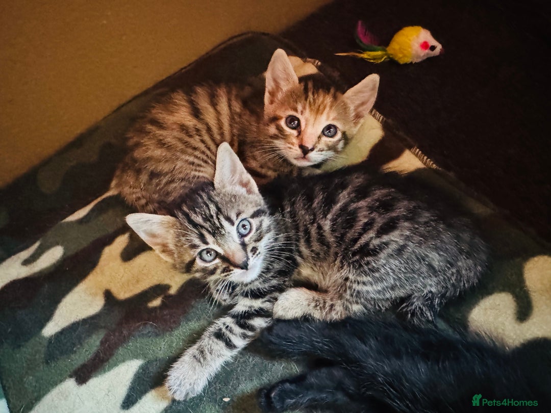 Mixed Breed cats for sale: 4 beautiful Kittens  - Image 3