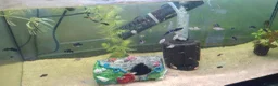 Mollies fish for sale: Mollie fish. Black / dalmatian/  silver  - Advert 1