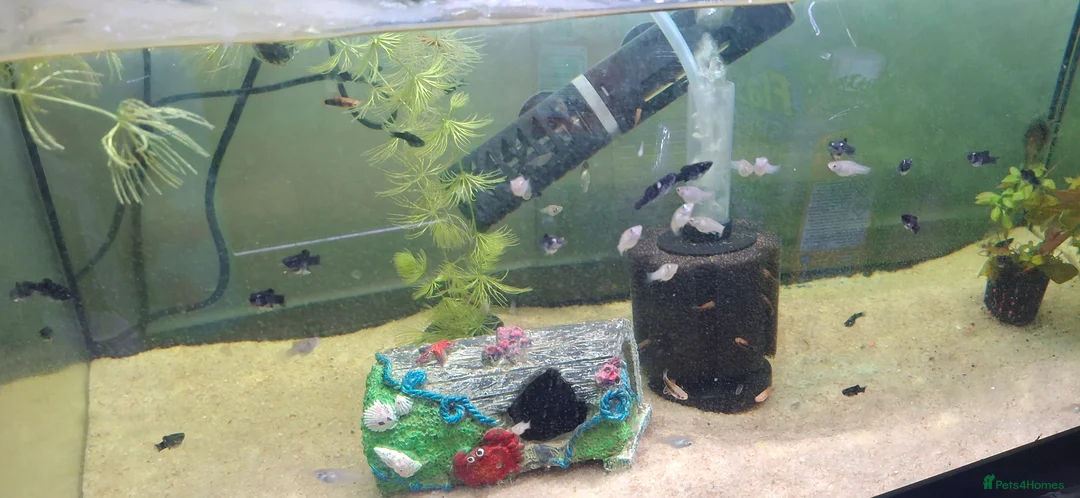 Mollies fish for sale: Mollie fish. Black / dalmatian/  silver  - Advert 1