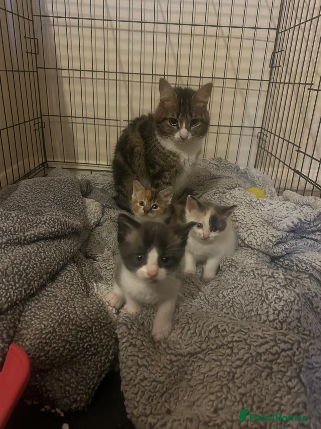Domestic Shorthair cats for sale: 3 beautiful kittens for sale in Peterborough - Advert 6