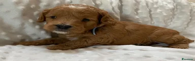 Cockapoo 1
