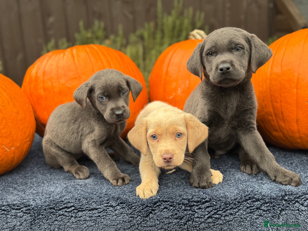 Labrador Retriever dogs for sale: stunning Lab Puppies Rare Colours & Family Raised - Image 5