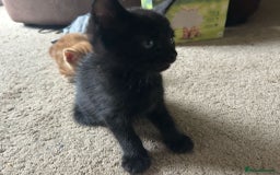 Mixed Breed cats for sale: 3 beautiful playful kittens  - Image 23