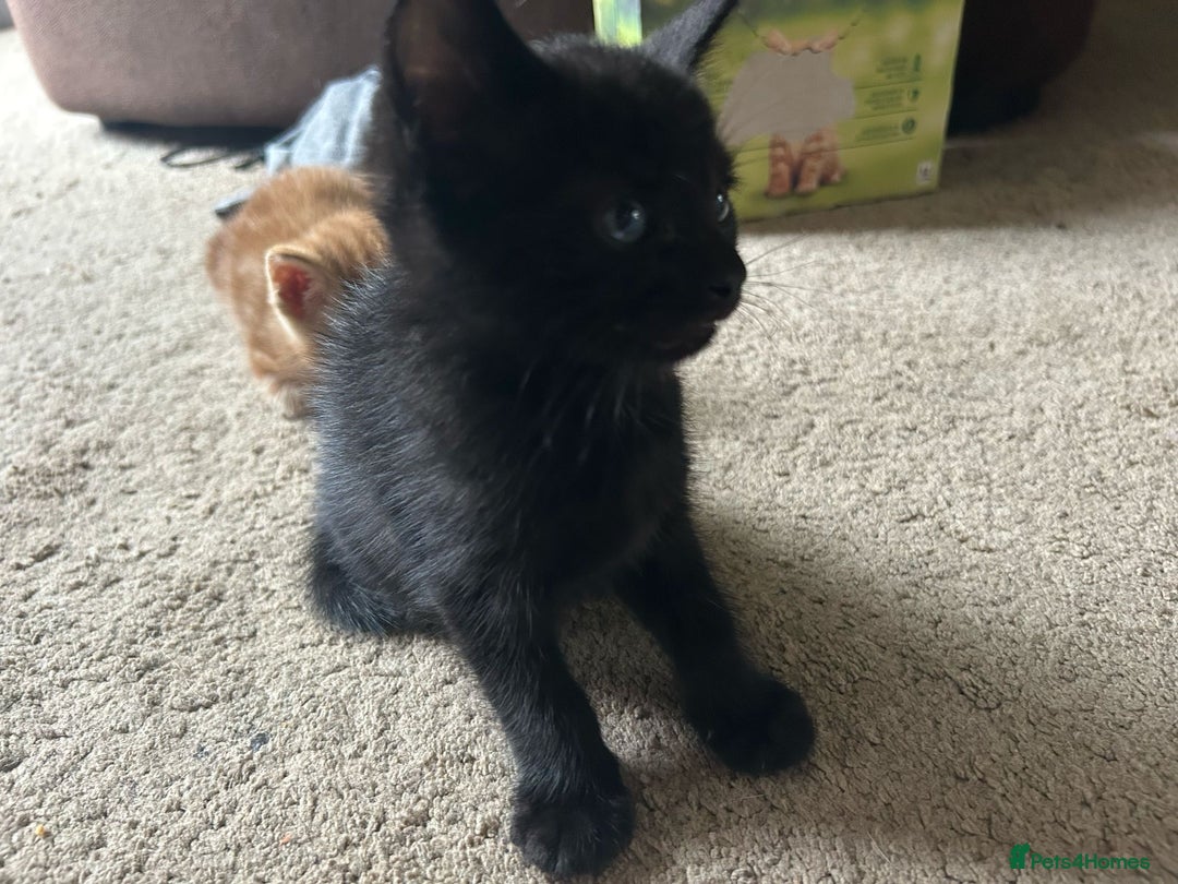 Mixed Breed cats for sale: 3 beautiful playful kittens  - Image 23