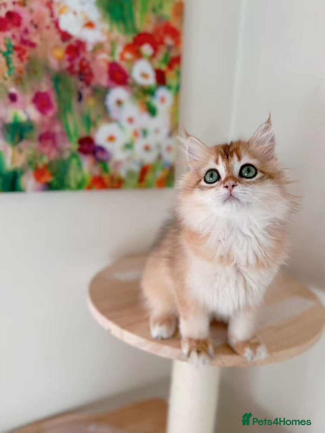 British Longhair cats for sale: Stunning Golden British Longhair Kittens - Advert 11