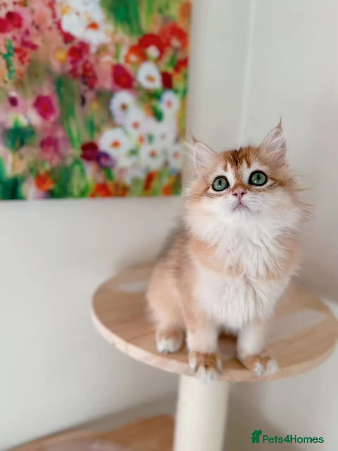 British Longhair cats for sale: Stunning Golden British Longhair Kittens - Advert 9