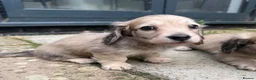 Miniature Dachshund dogs for sale: Gorgeous cream mini long haired boys  - Advert 3