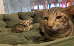 Oriental cats for sale: GCCF Oriental  - Image 1