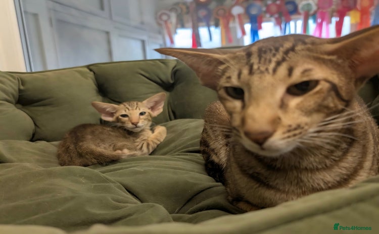 Oriental cats - Advert 1