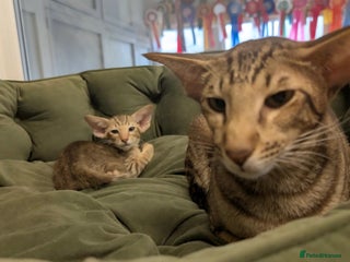 Oriental cats for sale - Advert 1
