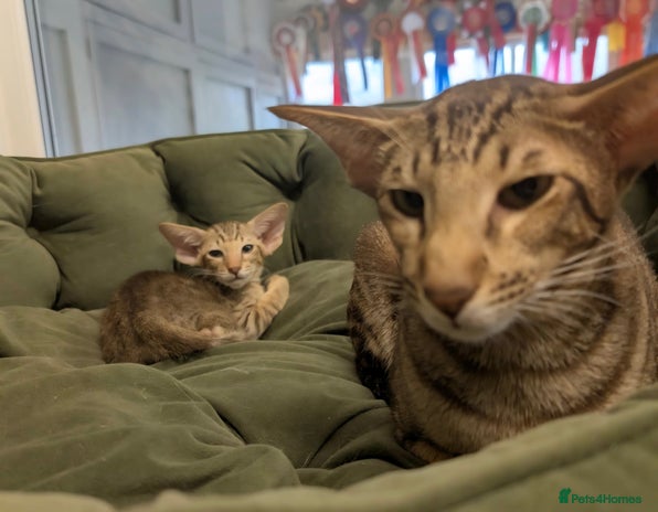 Oriental cats - Advert 1