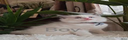 Ragdoll cats for sale: PUREBRED RAGDOLL KITTENS GCCF REGISTERED  - Advert 14