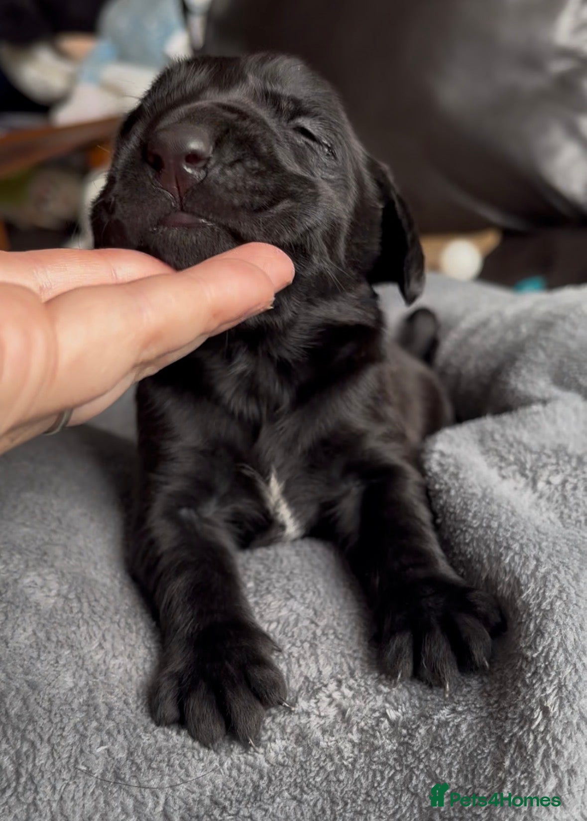 Labrador Retriever dogs  ⭐️ 5* LICENSED BREEDER - KC REGISTERED LABRADORS - Advert 4