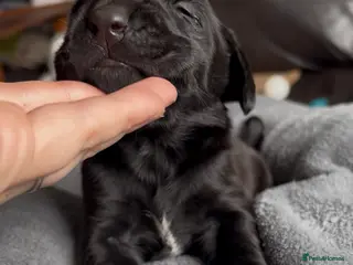 Labrador Retriever dogs ⭐️ 5* LICENSED BREEDER - KC REGISTERED LABRADORS - Advert 4