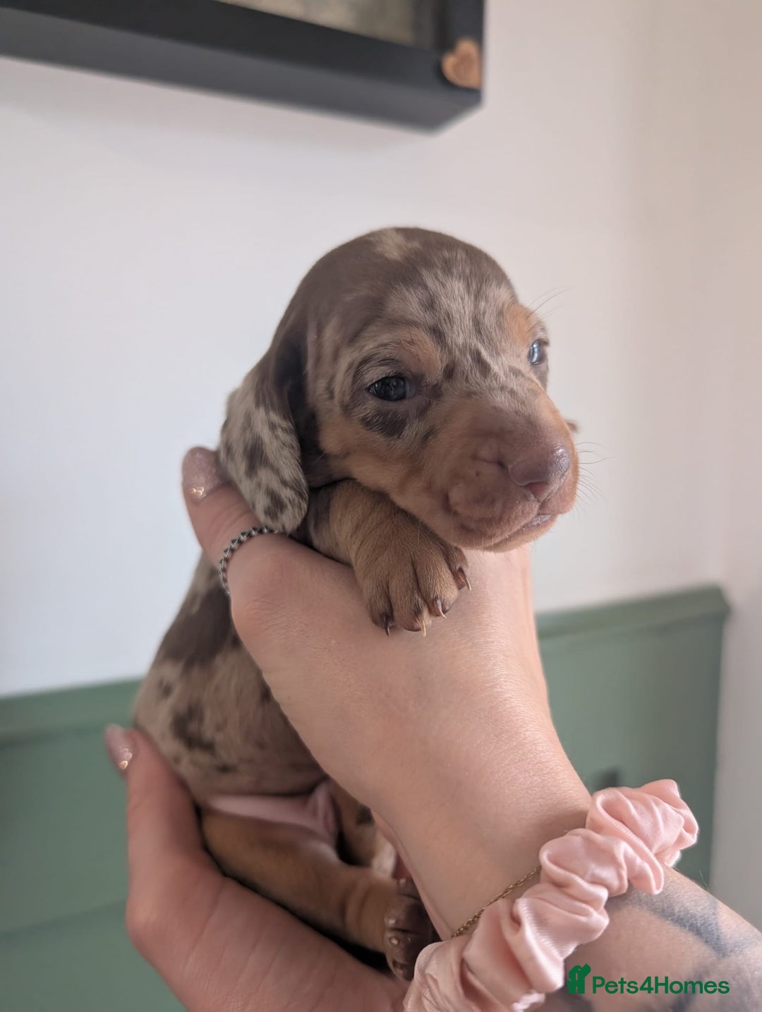 Miniature Dachshund dogs for sale: 2 puppies left in litter of 5 (2 boys) - Advert 1