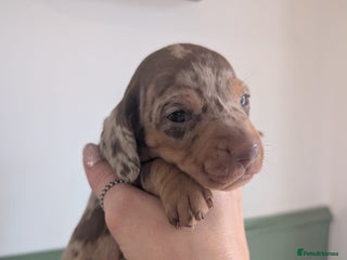 Miniature Dachshund dogs 2 puppies left in litter of 5 (2 boys) - Advert 4
