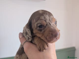 Miniature Dachshund dogs 2 puppies left in litter of 5 (2 boys) - Advert 11
