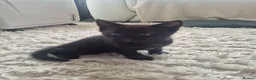 Mixed Breed cats for sale: 2 Boy Kittens in Mitcham - Advert 6