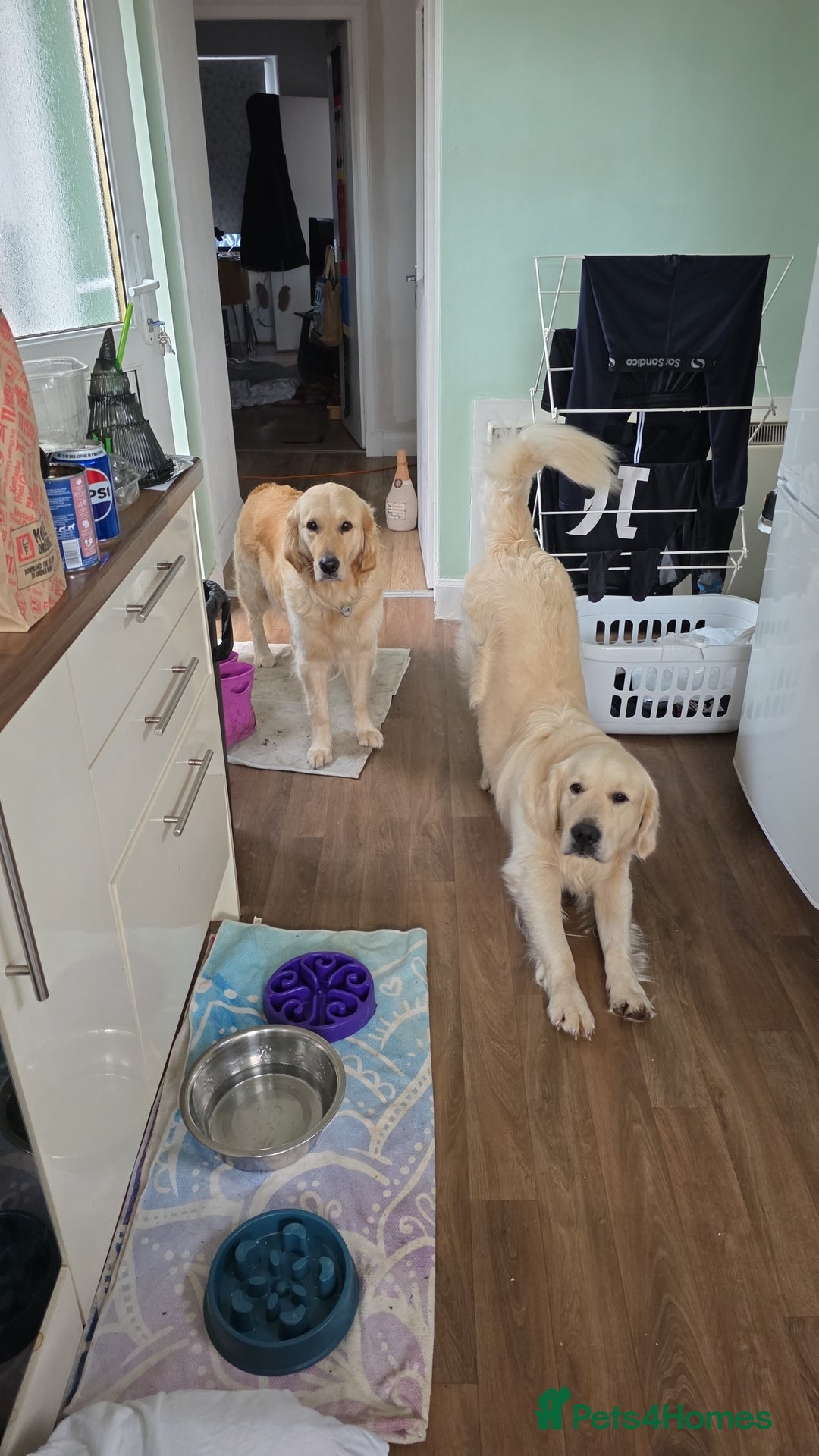 Golden Retriever dogs for stud: Dog available for stud - Advert 5