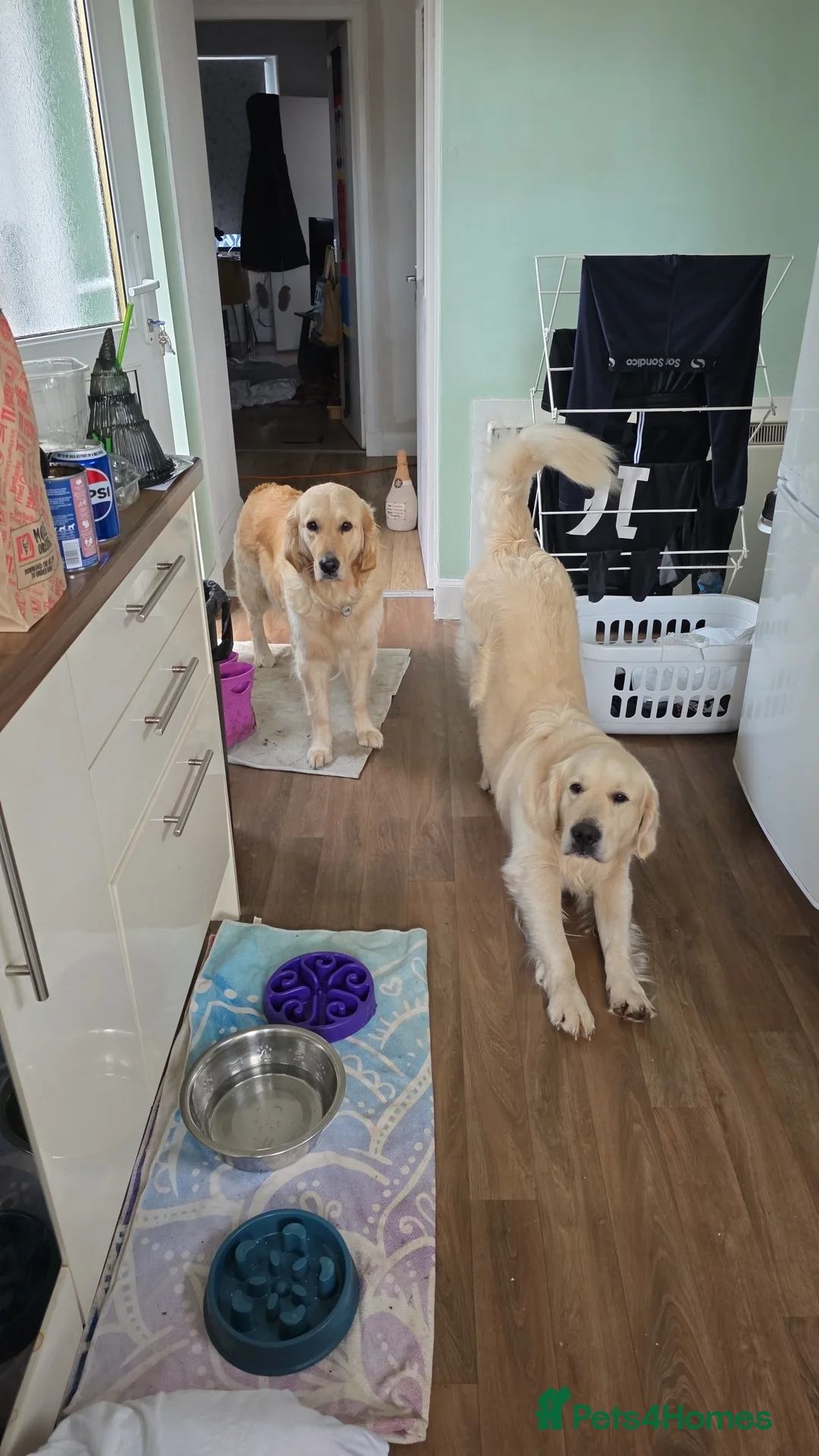 Golden Retriever dogs for stud: Dog available for stud - Advert 5