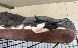 Mixed Breed cats for adoption: Ava. Norwich Norfolk  - Image 3