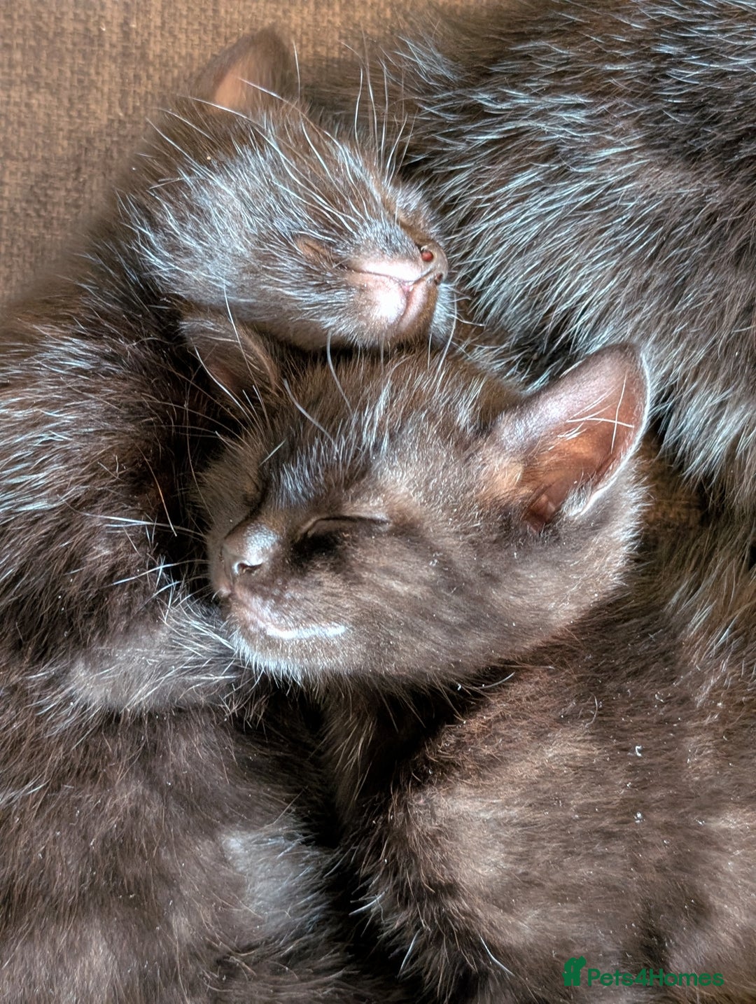 British Shorthair cats for sale: Beautiful black and white kittens for sale - Image 4