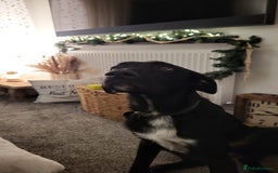 Mixed Breed dogs for sale: Mr pickle - Image 5