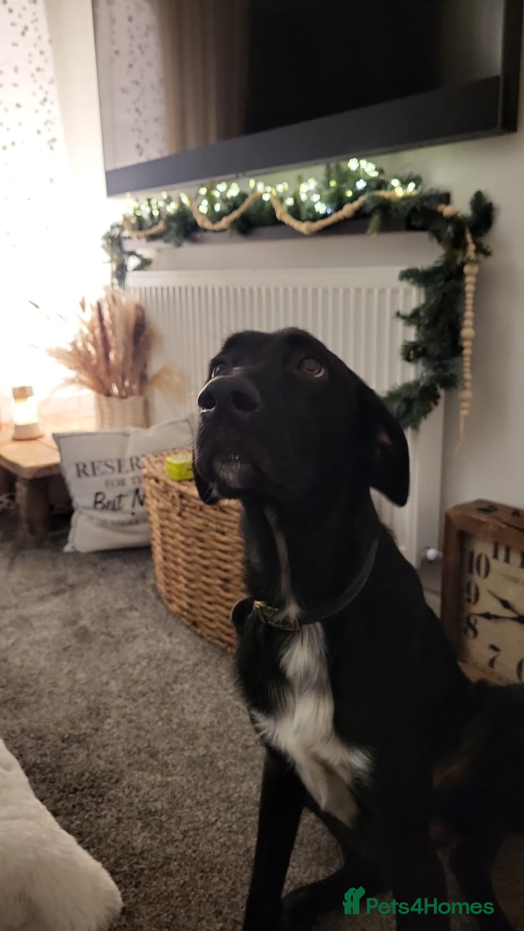 Mixed Breed dogs for sale: Mr pickle - Image 5
