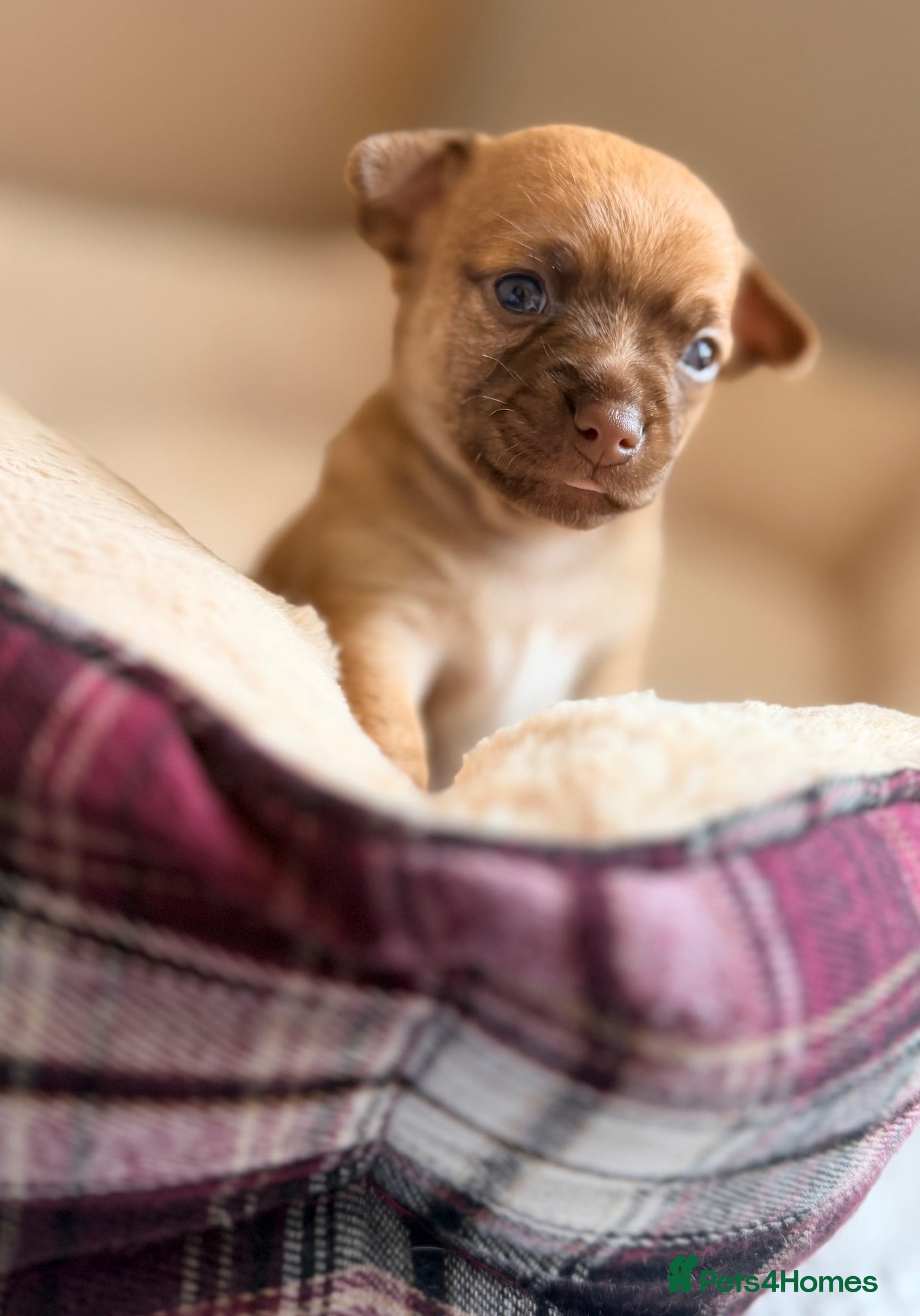 Chihuahua dogs Little Chihuahua Boy Pup  - Advert 5