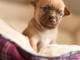 Chihuahua dogs Chihuahua Girl Puppy - Advert 6