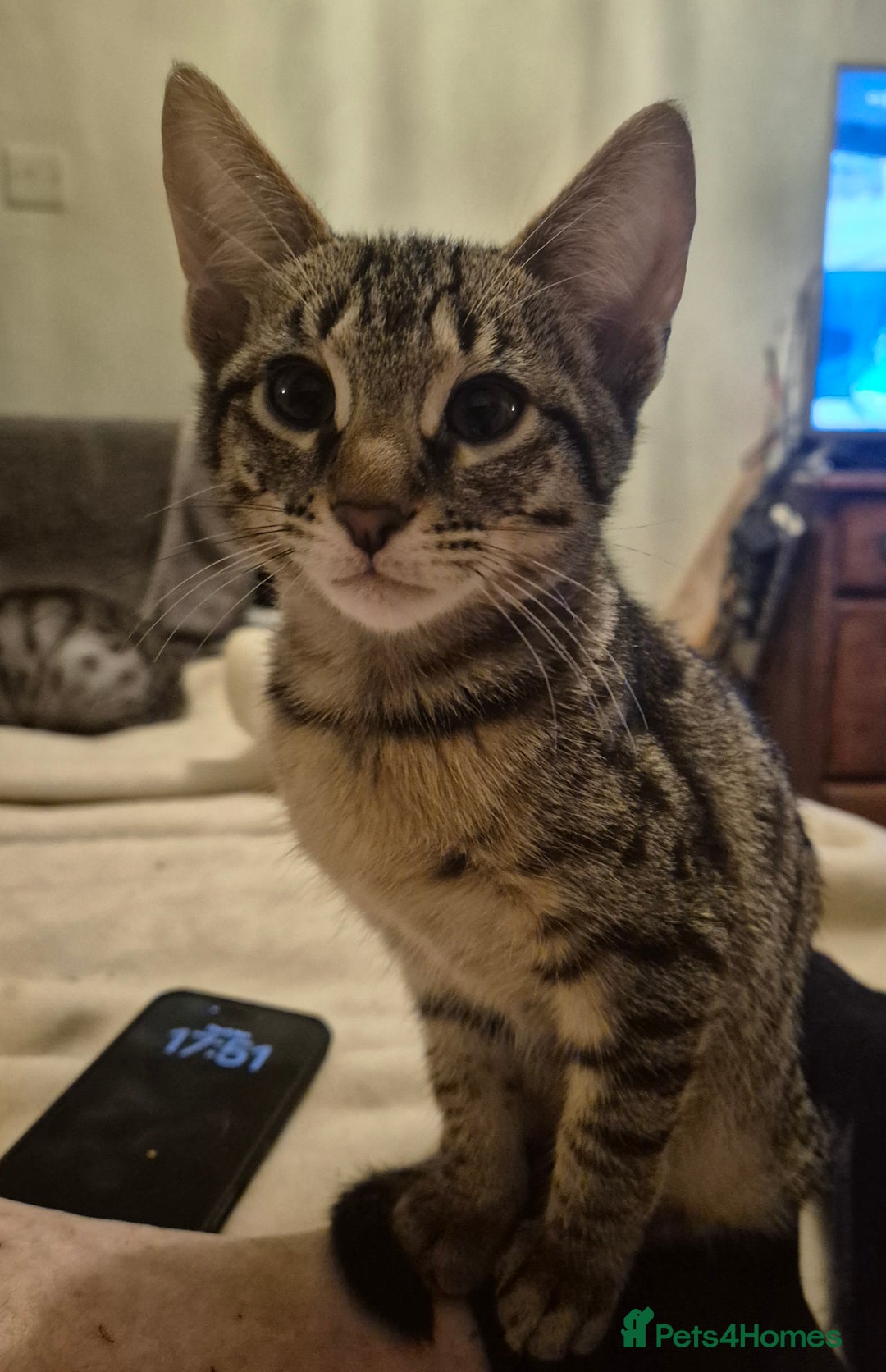 Savannah cats for sale: Savannah SBT adorable silver spotted boys and girl - Advert 15