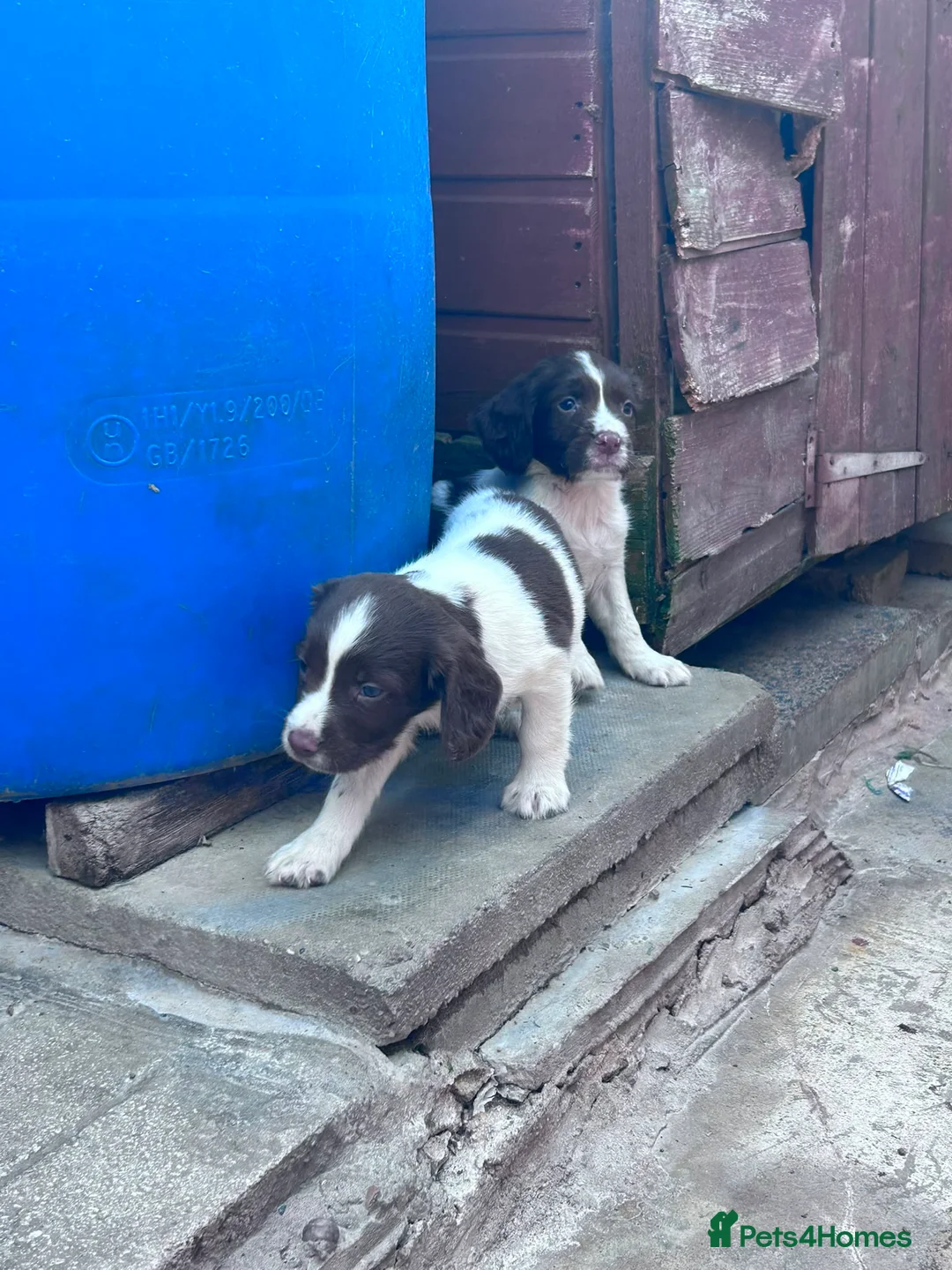 English Springer Spaniel dogs for sale: Kc reg English springer spaniel puppies - Advert 10