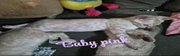 Bengal cats for sale: Female snow bengal kitten in Hamilton - Advert 3