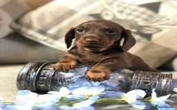 Miniature Dachshund dogs for sale: Kc reg min  Dachshund babies  - Image 3