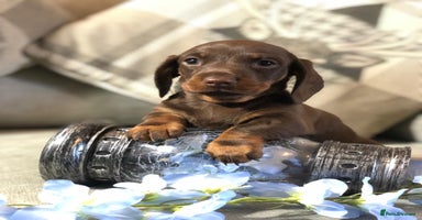 Miniature Dachshund dogs - Advert 15