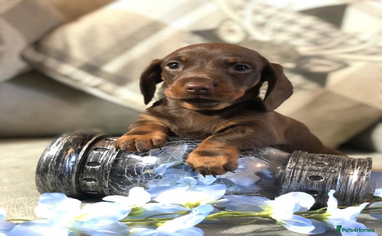Miniature Dachshund dogs - Advert 11