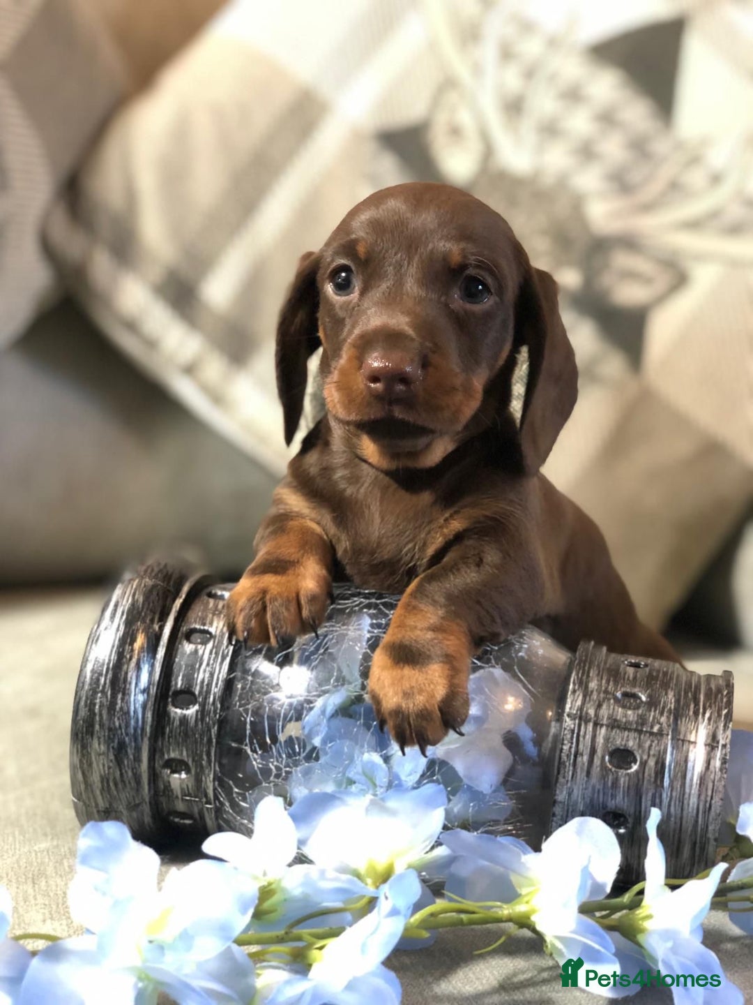 Miniature Dachshund dogs for sale: Kc reg min  Dachshund babies  - Image 3