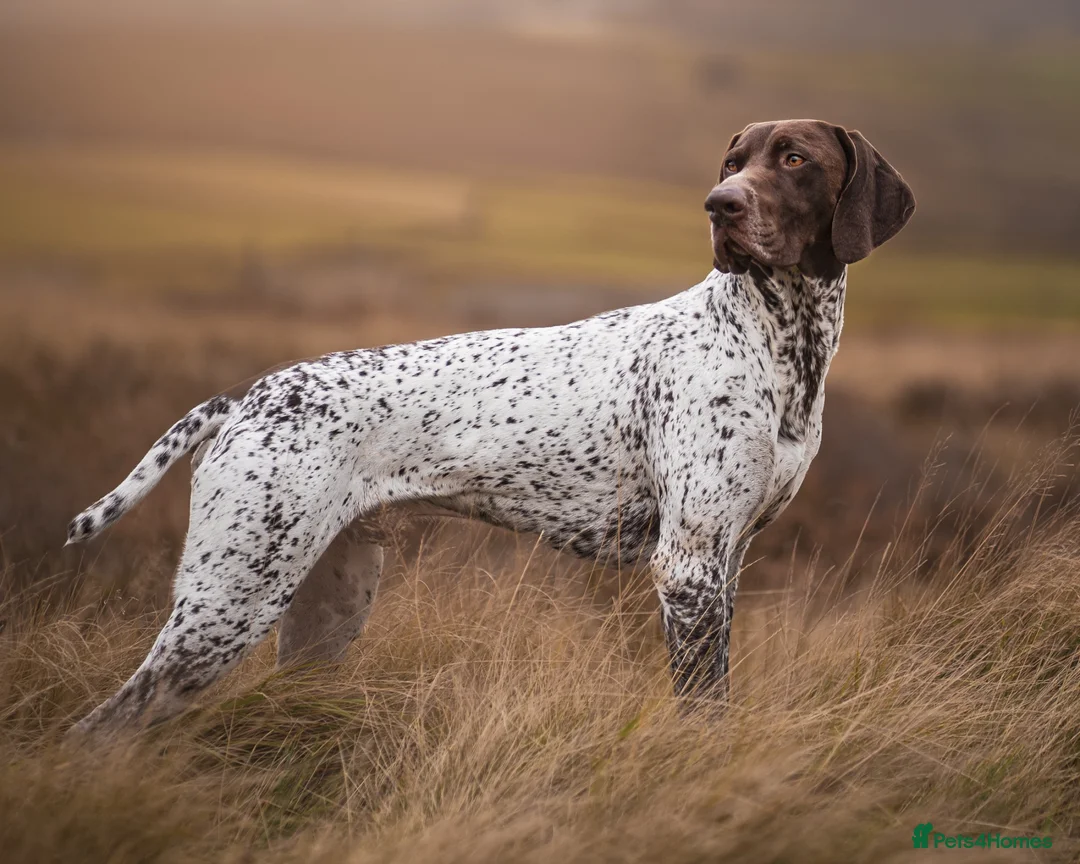 German Shorthaired Pointer dogs for stud: 🌟 IVANHOE THE GREAT 🌟 GSP STUD - Advert 1