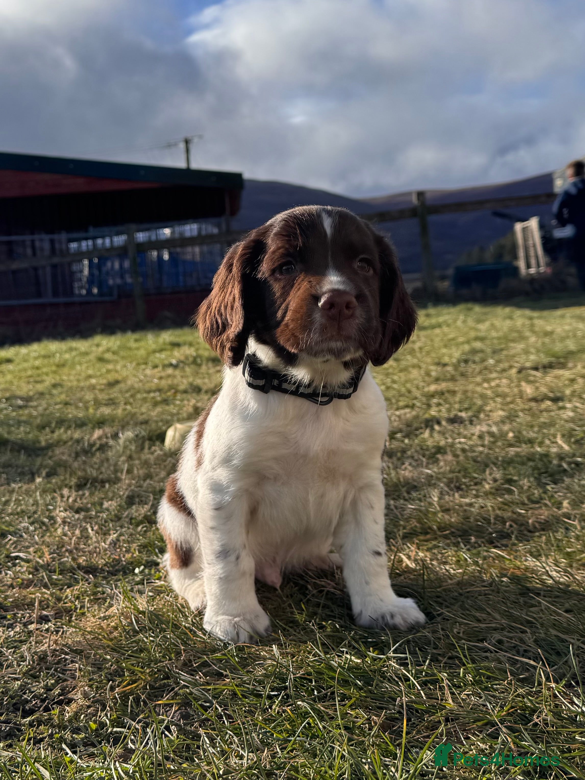 English Springer Spaniel dogs Last handsome springer spaniel puppy - Advert 1