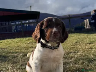 English Springer Spaniel dogs Last handsome springer spaniel puppy - Advert 1