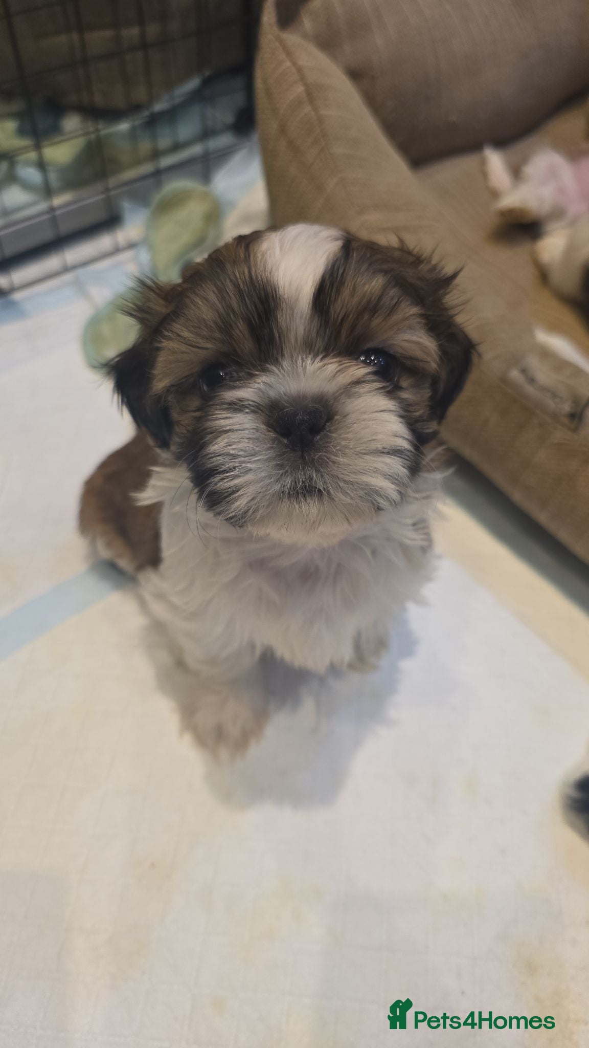 Shih Tzu dogs Shih Tzu puppies for sale - Advert 2