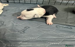 Border Collie dogs for sale: Border collie pups - Image 22