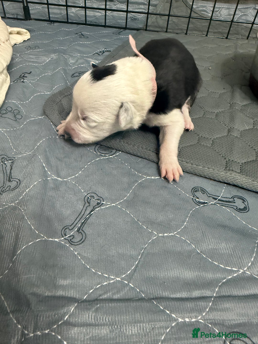 Border Collie dogs for sale: Border collie pups - Image 22
