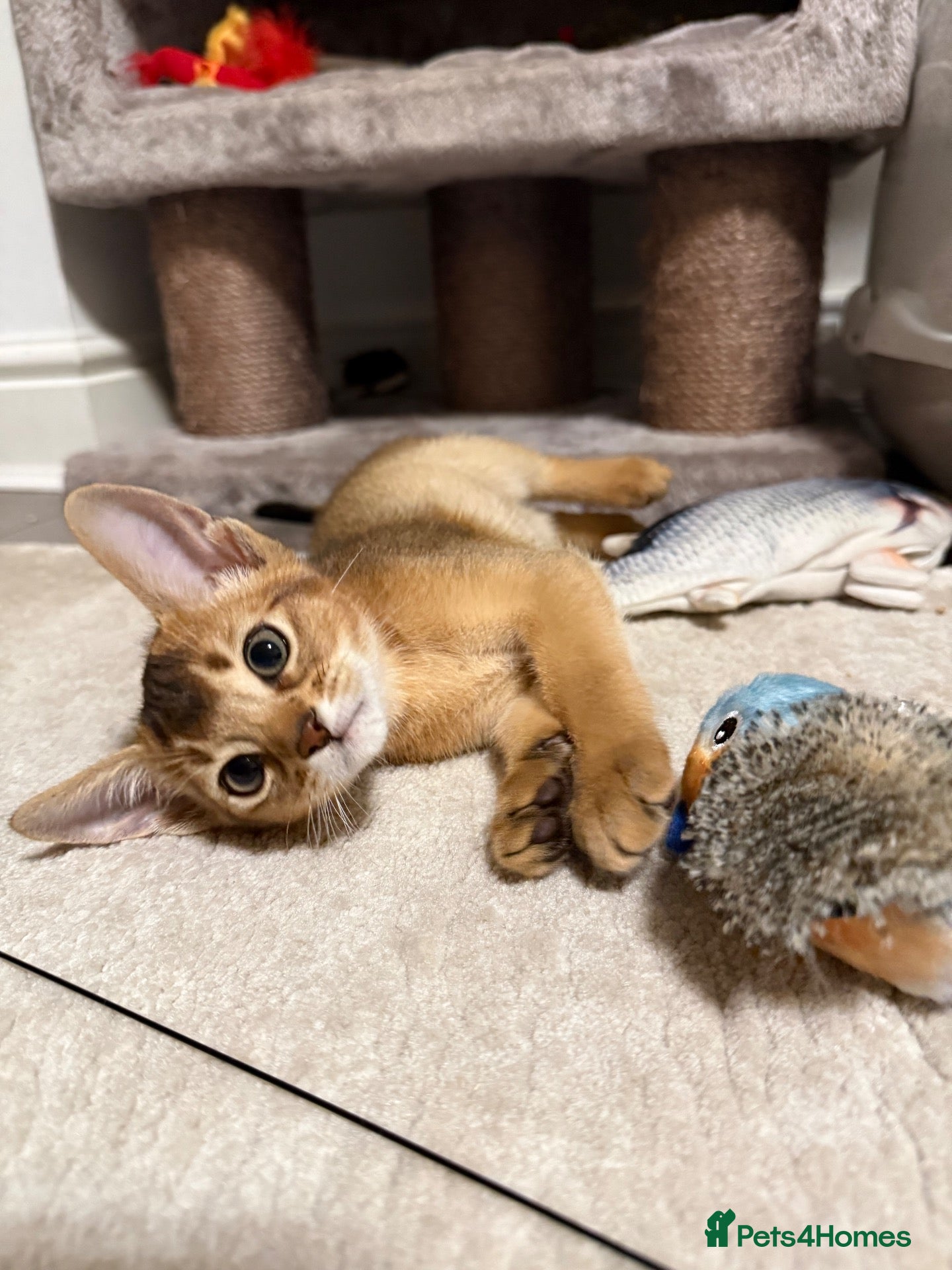 Abyssinian cats 🐾 Two Gorgeous Abyssinian Kittens 🐈‍⬛ - Advert 6
