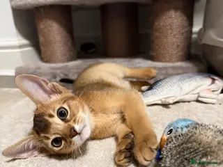 Abyssinian cats 🐾 Two Gorgeous Abyssinian Kittens 🐈⬛ - Advert 6