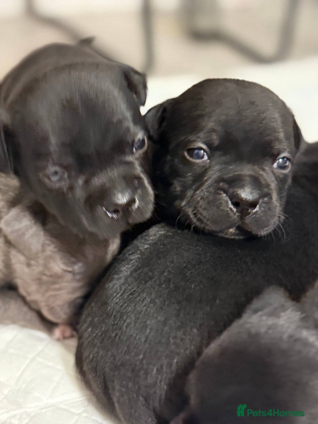 Staffordshire Bull Terrier dogs for sale: Staffordshire bull terrier puppies kc papered - Advert 17